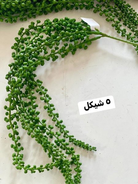 عرق حصرم